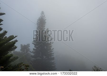 Pine with the mist in the forrest.