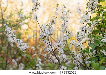 Beautiful cherry blossoms in spring in the garden with delicate white petals