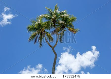 Double-headed Coconut Tree On Tongatapu Island In Tonga