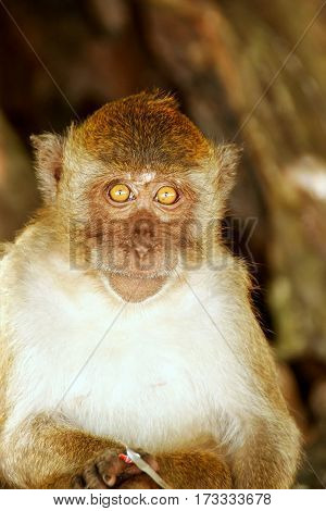 Crab-eating Macaque Sitting At The Beach On Phi Phi Don Island, Krabi Province, Thailand