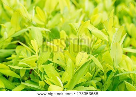 Leaves of coca plant or Erythroxylum novogranatense