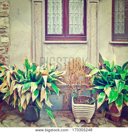 Window on the Facade of Italian House Decorated with Flower Instagram Effect