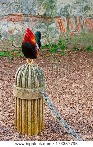Rooster Sitting on a Stone Pedestal on the Background of the Brick Walll