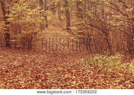 Nature outdoor scenery woodland concept. Autumnal bushes in forest. Small vegetation amidst fall foliage golden leaves.