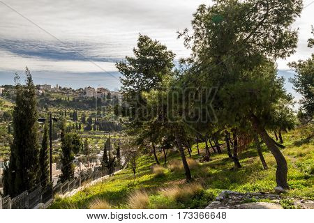 The coniferous trees on a hillside the wooded hillside in Jerusalem landscape of Israel