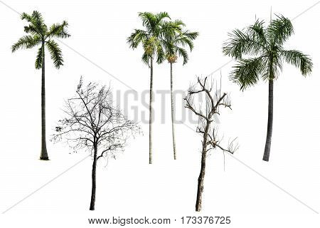 Collection Of Tree Isolated On White Background