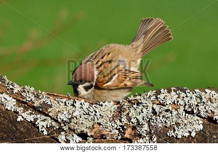 Sparrow bedraggled defensively on a branch with lichen