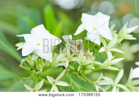 Cerbera odollam flower Pong-pong or Suicide tree