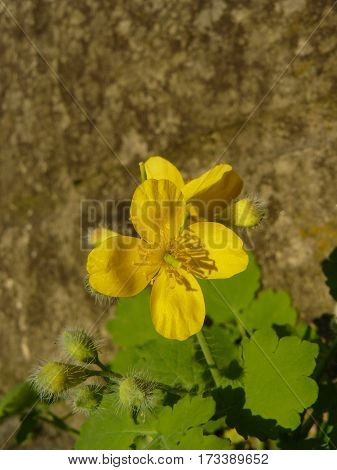 Celandine or Chelidonium majus - a useful medicinal plant.