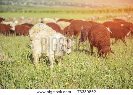 flock of sheep on green grass field