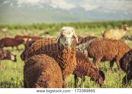 flock of sheep on green grass field