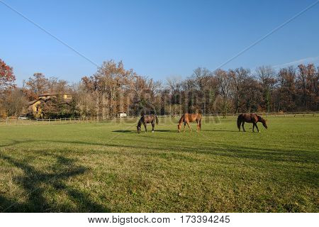 Monza (Brianza Lombardy Italy): horses at pasture into the Park in november