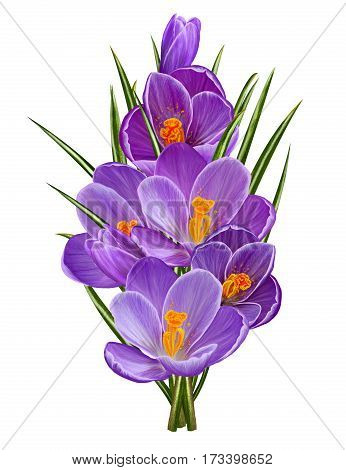 Spring floral background. Purple crocuses delicate flowers first bloom. Isolated on white background.