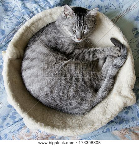 Cat in deep sleep. Sleeping cat close up. Dreaming cat. Cat portrait.Domestic animal