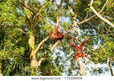 Young orangutans climb the ropes among the trees. Singapore.