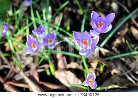 First spring flowers. Five purple crocuses in sunlight in the grass.