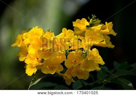 Close Up Of Yellow Flower, Yellow Elder