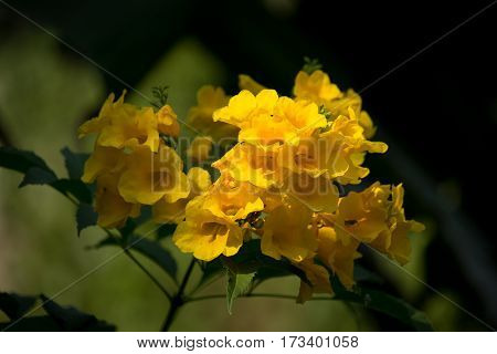 Close Up Of Yellow Flower, Yellow Elder