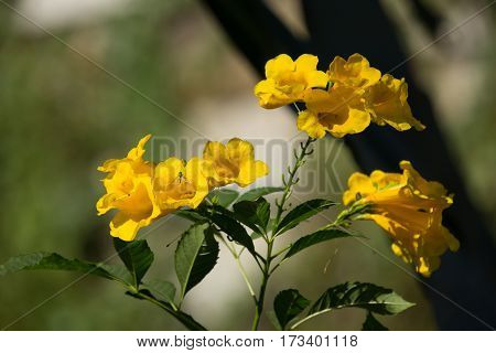 Close Up Of Yellow Flower, Yellow Elder