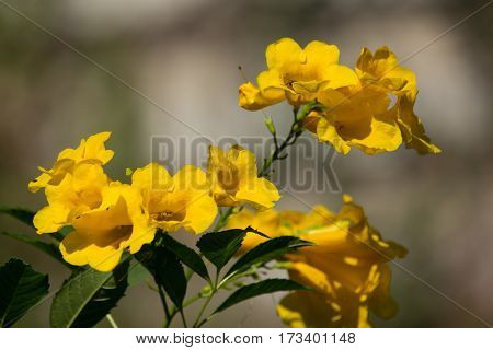 Close Up Of Yellow Flower, Yellow Elder