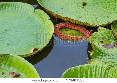 Victoria Regia (Victoria amazonica) leaves in pond.