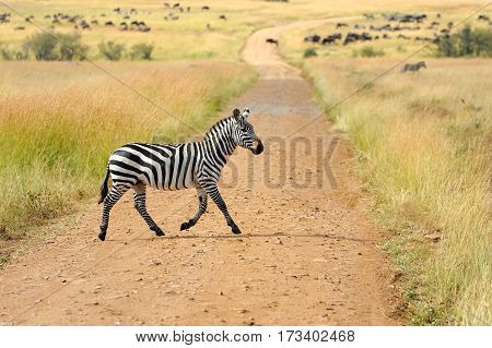 Zebra On Grassland In Africa