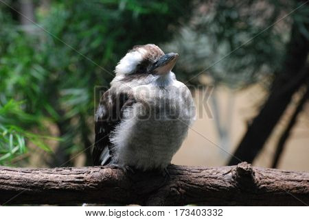 Chubby Australian kookaburra bird on a wide fallen log.