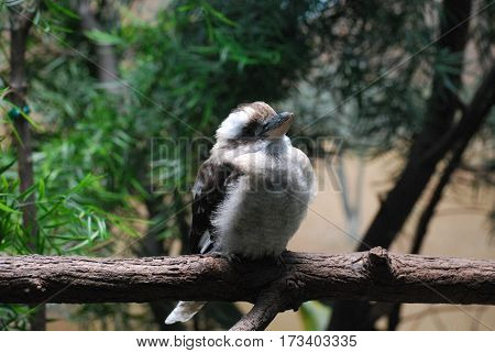 Kookaburra bird perched on a tree branch in the woods.