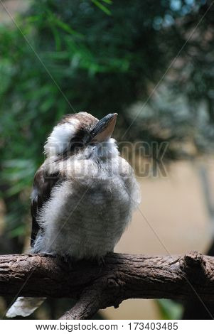 A kookaburra bird standing on a tree branch.