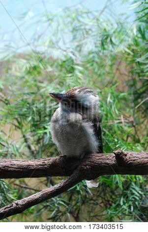 Laughing kookaburra bird sitting on a tree branch.