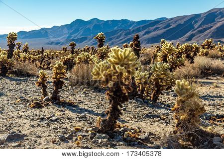 The "jumping cholla" name comes from the ease with which the stems detach when brushed. Often the merest touch will leave a person with bits of cactus hanging on their clothes to be discovered later when either sitting or leaning on them.