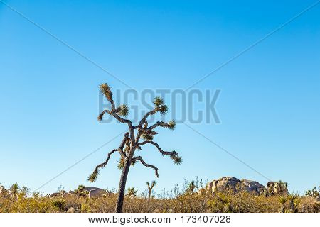 Joshua Tree National Park is a vast protected area in southern California. It's characterized by rugged rock formations and stark desert landscapes.