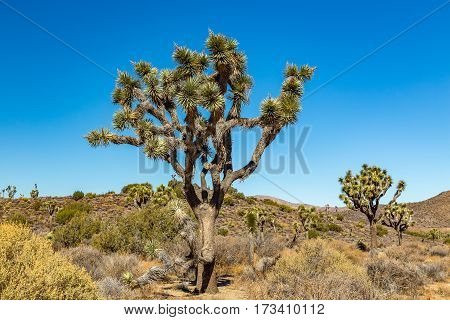 Joshua Tree National Park is a vast protected area in southern California. It's characterized by rugged rock formations and stark desert landscapes.