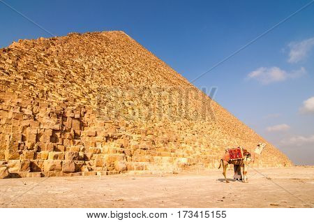 Landscape view of Egypt pyramid in Gisa with camel near Cairo Egypt
