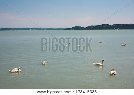 Mute swans on Lake Balaton at Balatonfured Hungary