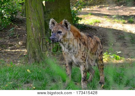 young spotted hyena looking towards some prey