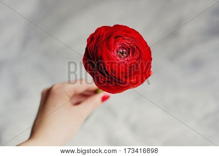 Girl holding a red flower ranunkulyus with a plurality of petals