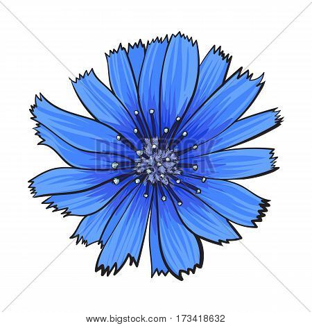 Open chicory wild flower head, top view, sketch style vector illustration isolated on white background. Realistic top view hand drawing of wild, field chicory flower