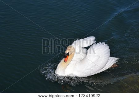 Beautiful white Mute Swan swimming in a lake