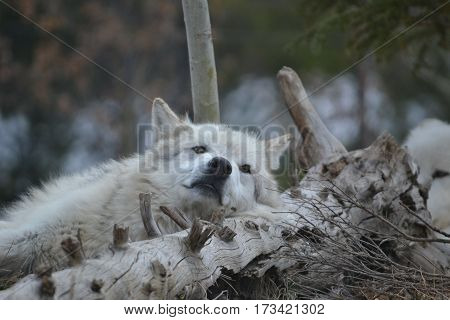 Grey wolf resting on a cold spring morning in Montana