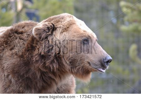 Huge grizzly bear on a rainy spring morning in the Rockies