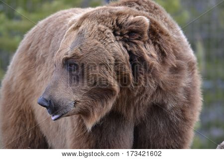 Huge grizzly bear on a rainy spring morning in the Rockies