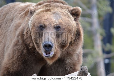 Huge grizzly bear on a rainy spring morning in the Rockies