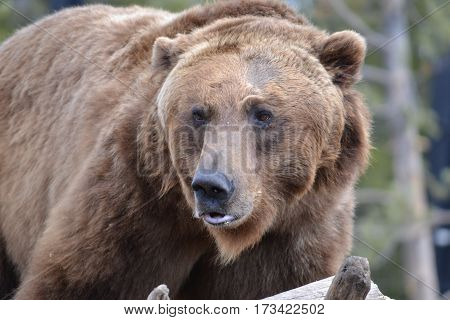 Huge grizzly bear on a rainy spring morning in the Rockies