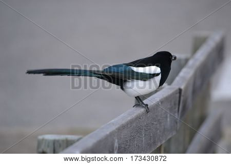 Black-billed magpie wandering around on a cloudy spring morning