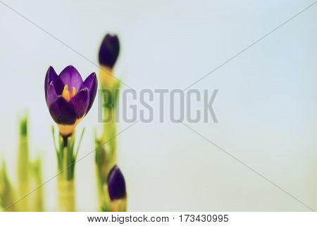Closeup crocus on gentle background with real reflection light, real gradient. Concept of spring, beauty in nature, gardening, flowers