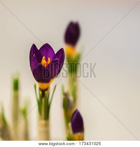Closeup crocus on gentle background with real reflection light, real gradient. Place for your text. For pattern, wallpaper, banner design. Spring, gardening, spring nature, flowers concept