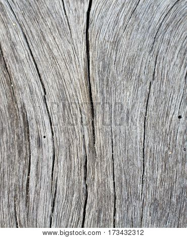 Vertical wood texture close up photo. White and grey wood background. White old tree near the sea. Curves and lines on rustic timber. Rough timber texture. Sea wood backdrop. Grey old tree with cracks