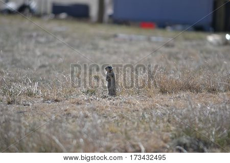 Prairie dog in a field outside Buford, Wyoming