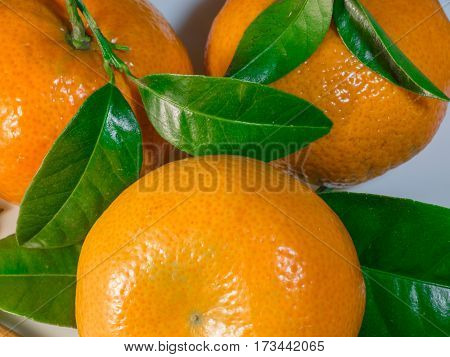 Three fresh tangerines closeup with leaves on